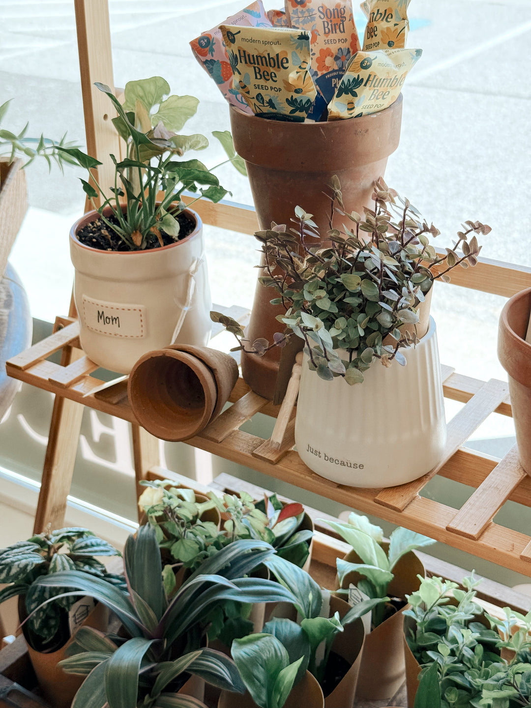 Plant Care 101: Tips for Thriving Greenery