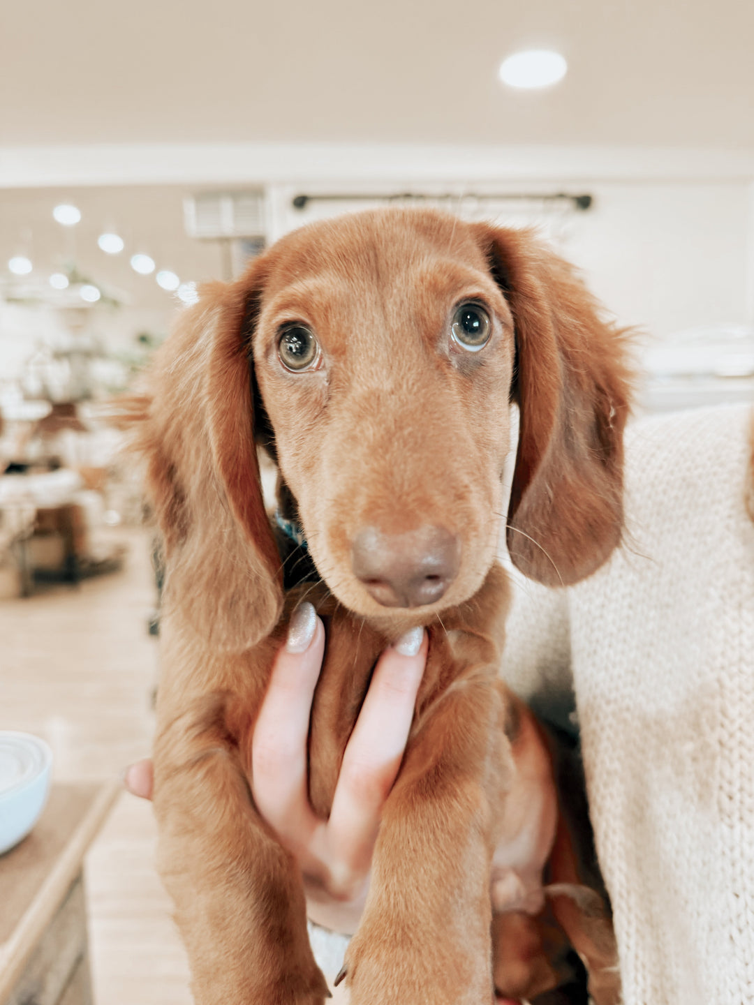 Dog Days of August: A Tail-Wagging Celebration at Mulberry Market Co.
