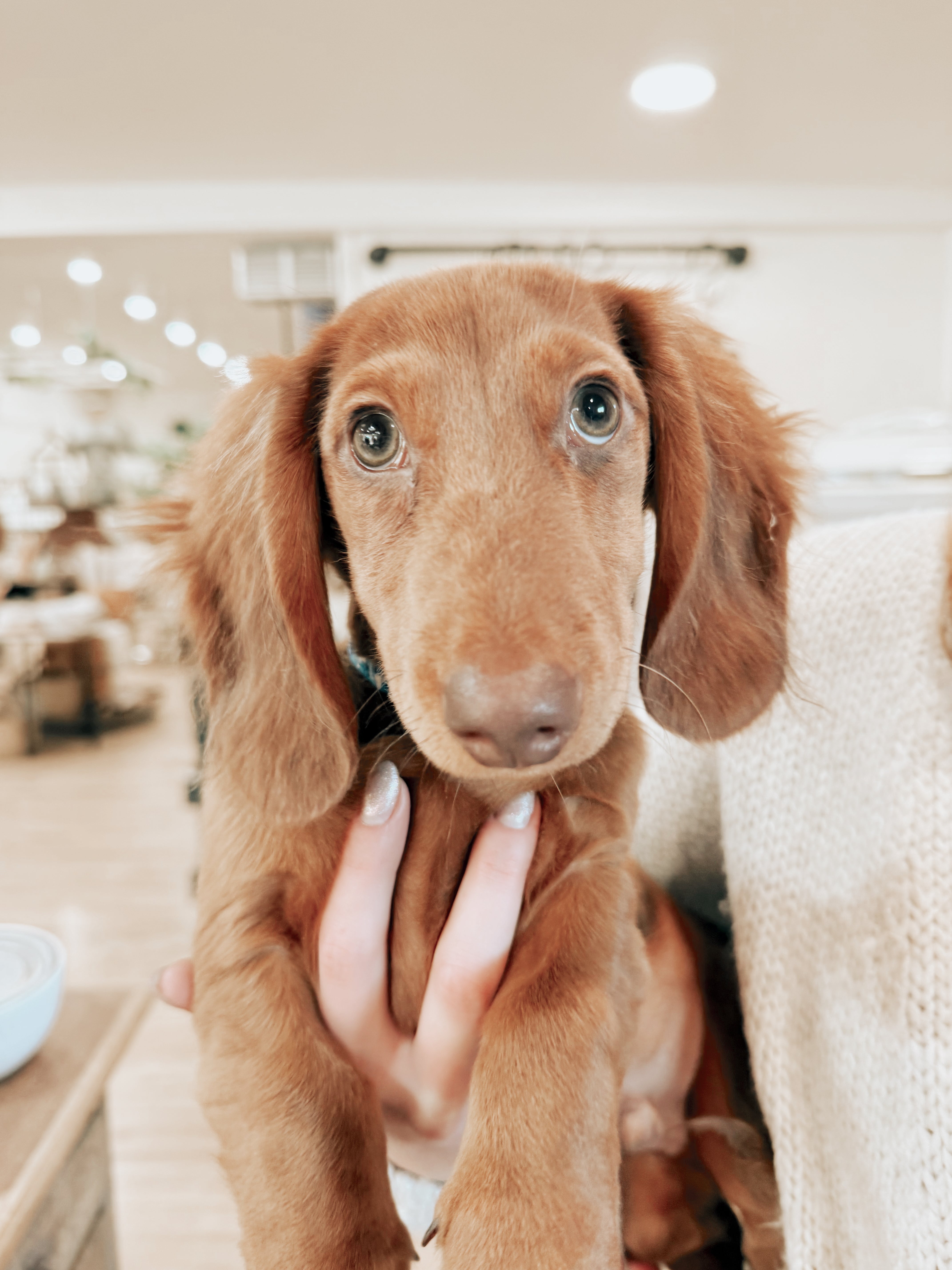 Dog Days of August: A Tail-Wagging Celebration at Mulberry Market Co.