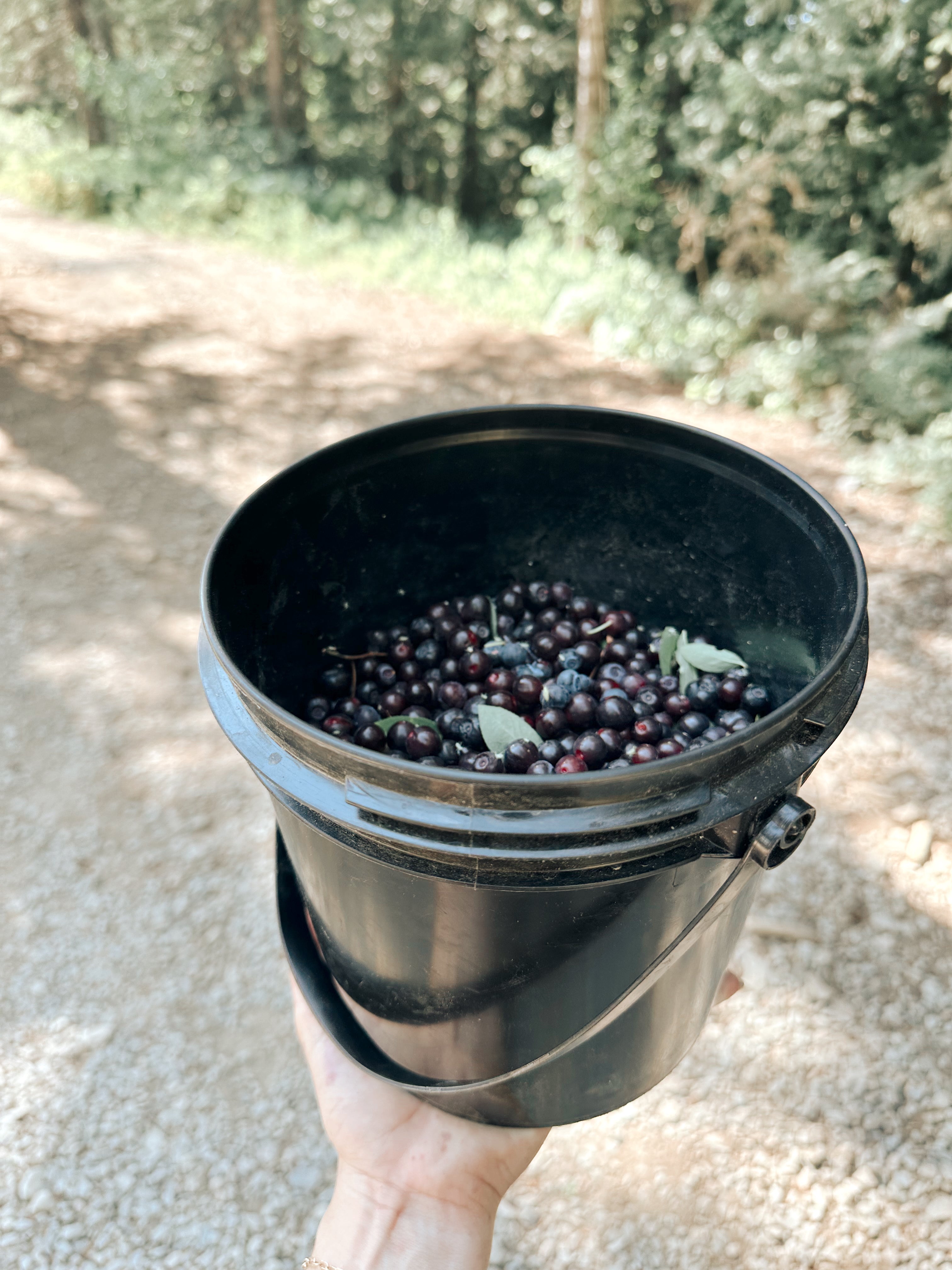 A Very PNW Breakfast: Huckleberry Pancakes (or Waffles!) for Summer Mornings