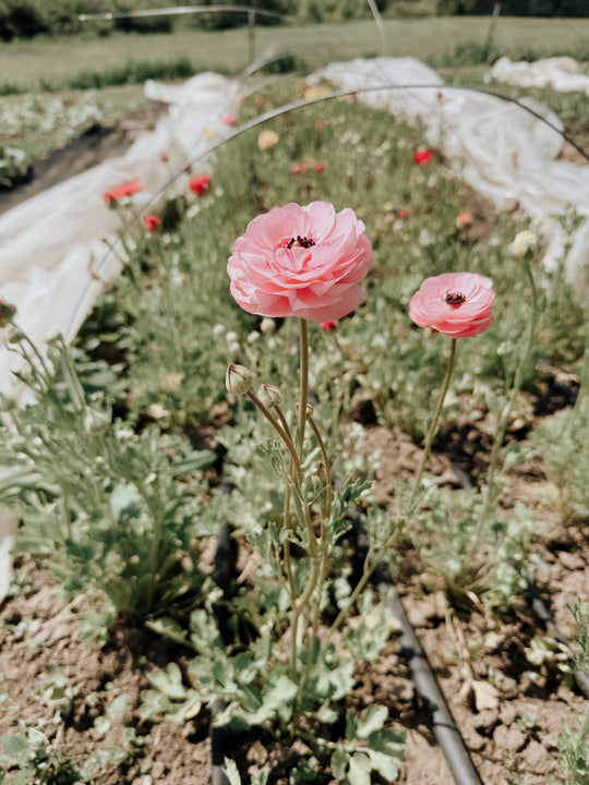 Your Summer Bucket List: Spokane Edition