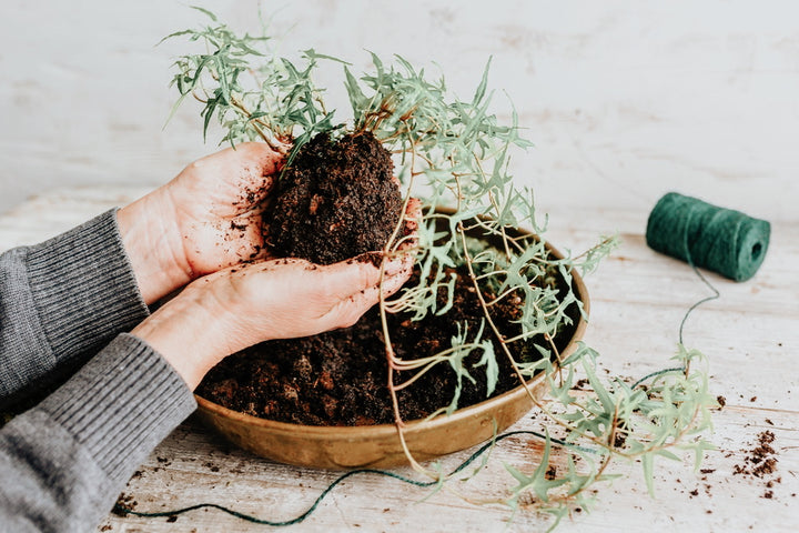 Kokedama Workshop