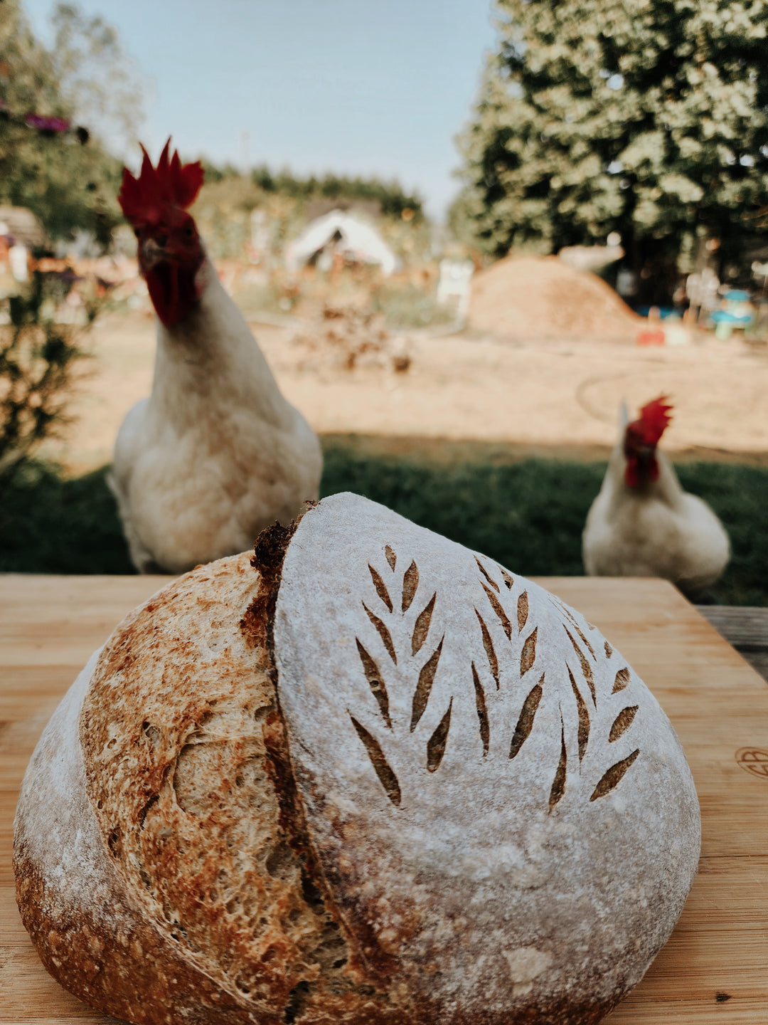 Gluten Free Sourdough Workshop